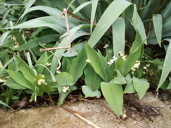 muguet